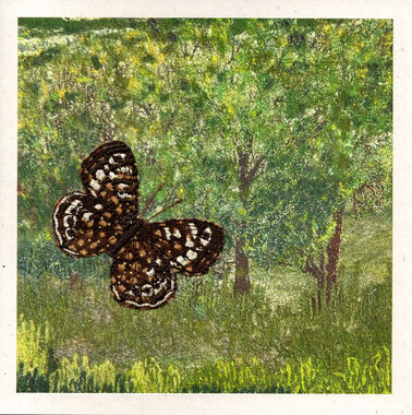 Photography of Speckled Wood Butterfly