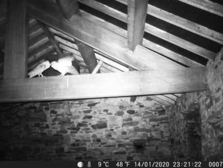 Barn Owls - 1