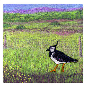 Lapwing at Guide